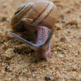 Picasa 2.7