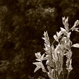Picasa 2.7