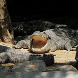 Picasa 2.7