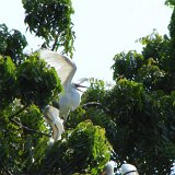 Picasa 2.7
