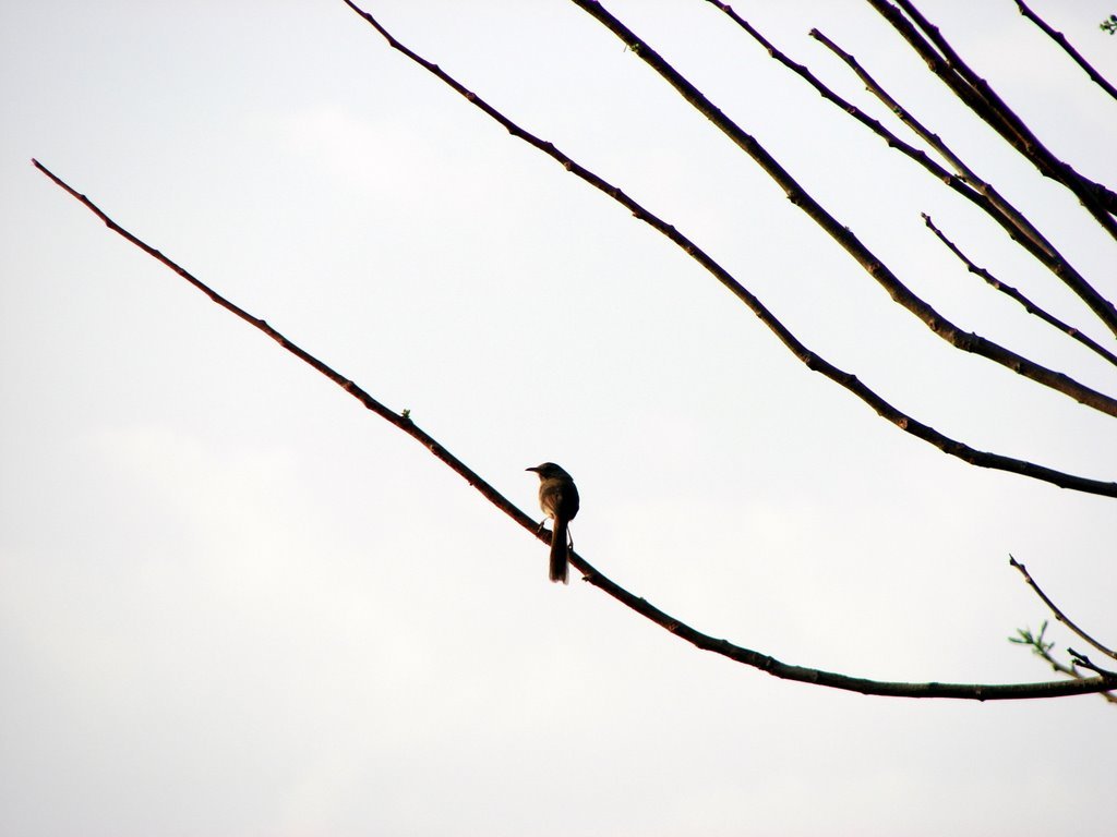 Picasa 2.6
