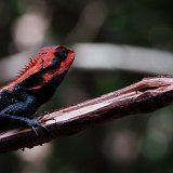 Previous image