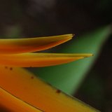 Picasa 3.0
