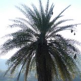 Previous image