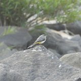 Previous image