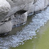 Previous image