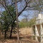 Previous image