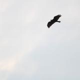 IMG 0339