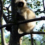 Previous image
