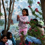 Picasa 2.6