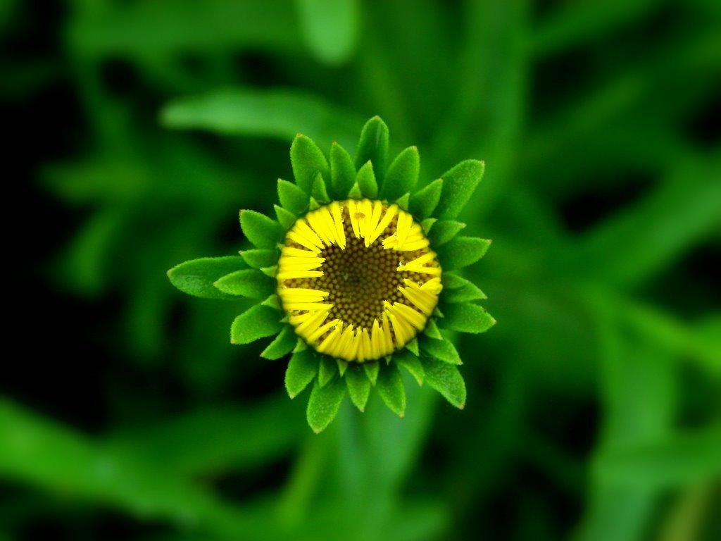 Picasa 2.6