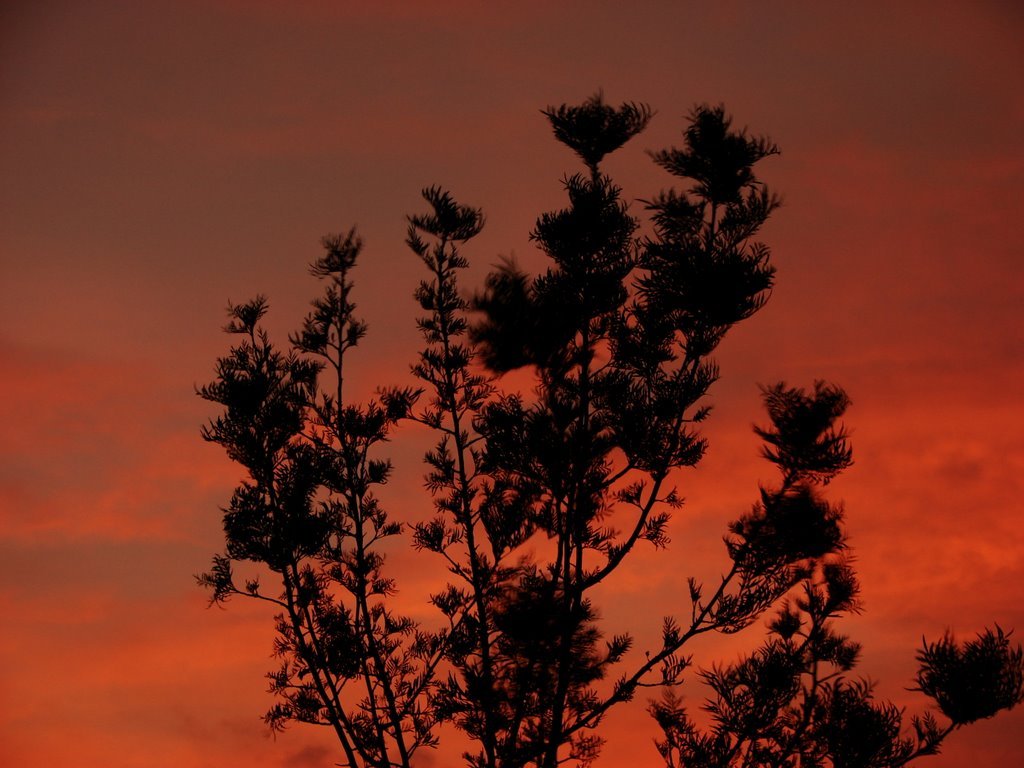 Picasa 2.7