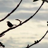 Picasa 2.7