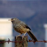 Picasa 2.6