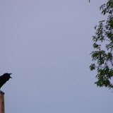 Picasa 2.7