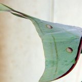 Previous image