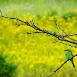 Picasa 2.6