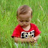 Picasa 2.6