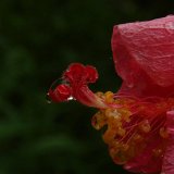 Picasa 2.7