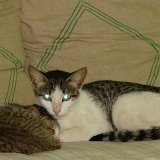 Picasa 2.7