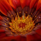 Picasa 2.7