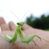 Previous image