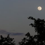 Previous image