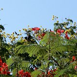 Previous image