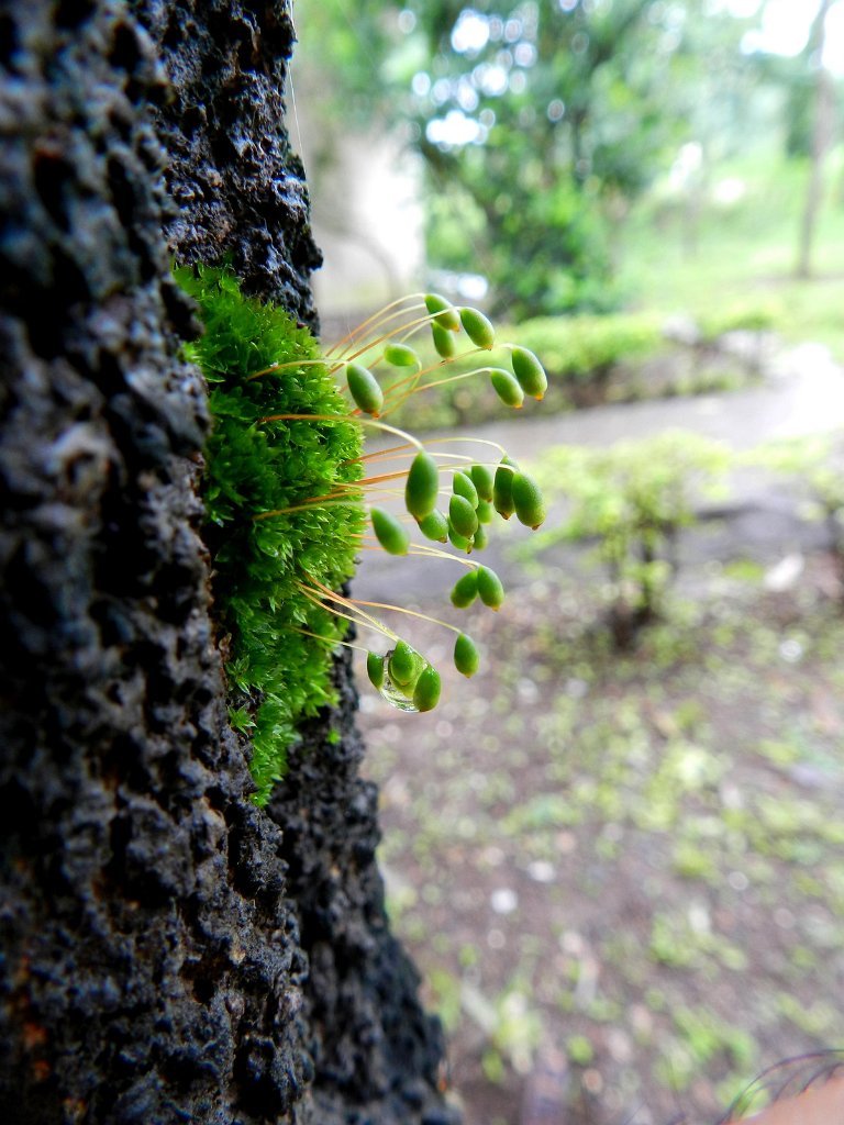 Picasa