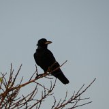 Picasa