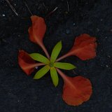 Next image