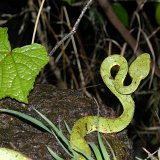 Previous image