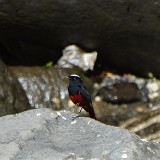 Previous image