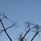 Previous image