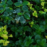 Previous image