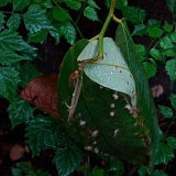 Previous image