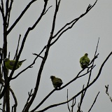 Previous image