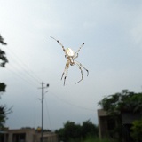 Previous image