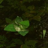 Previous image