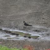 IMG 7561