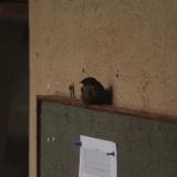 IMG 7709