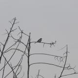 IMG 7589
