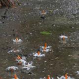 DSCN9688