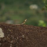 IMG 8038