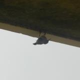 DSCN9224