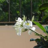 DSCN1075